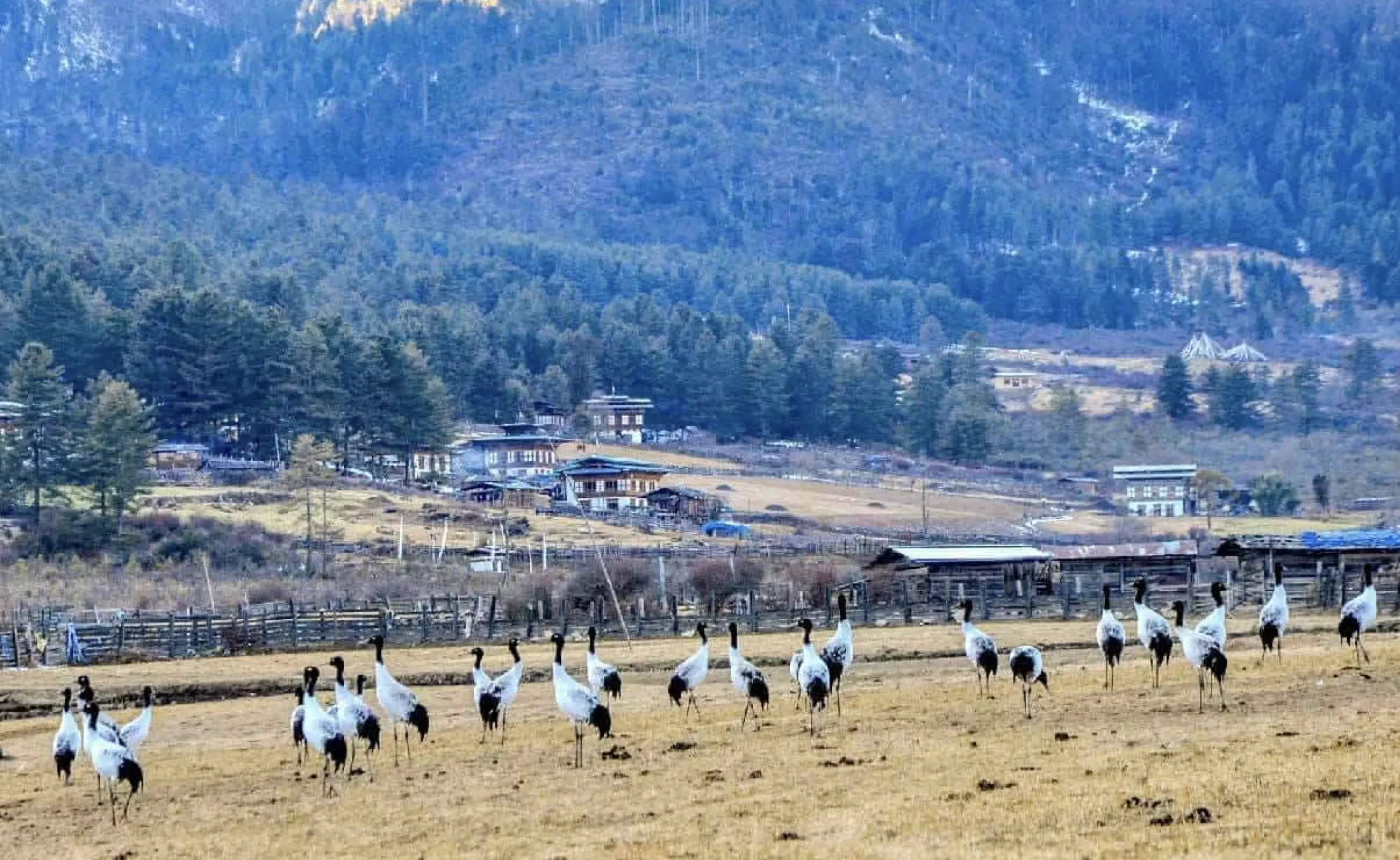 Day-4-Black-necked-Cranes-in-Phobjikha